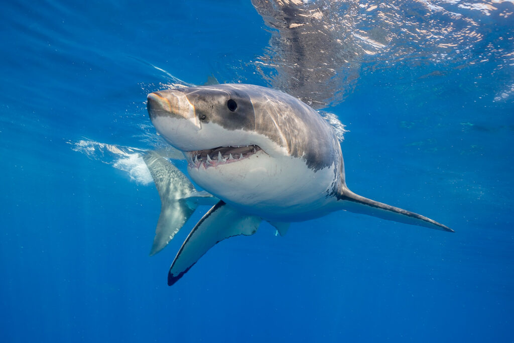 How Fast A White Shark Swims