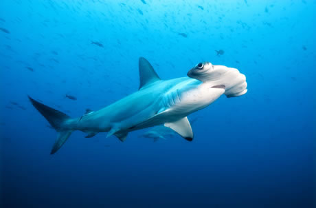 How Fast A Hammerhead Shark Swims