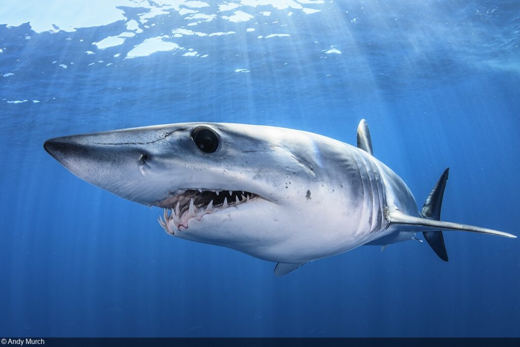 How Fast A Mako Shark Swims