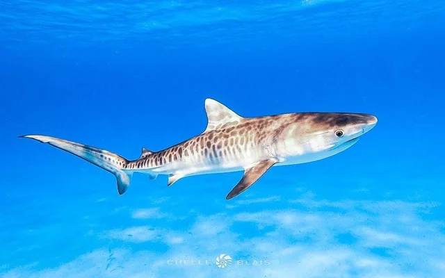 How Fast A Tiger Shark Swims