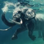elephant is swimming