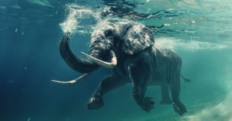 elephant is swimming