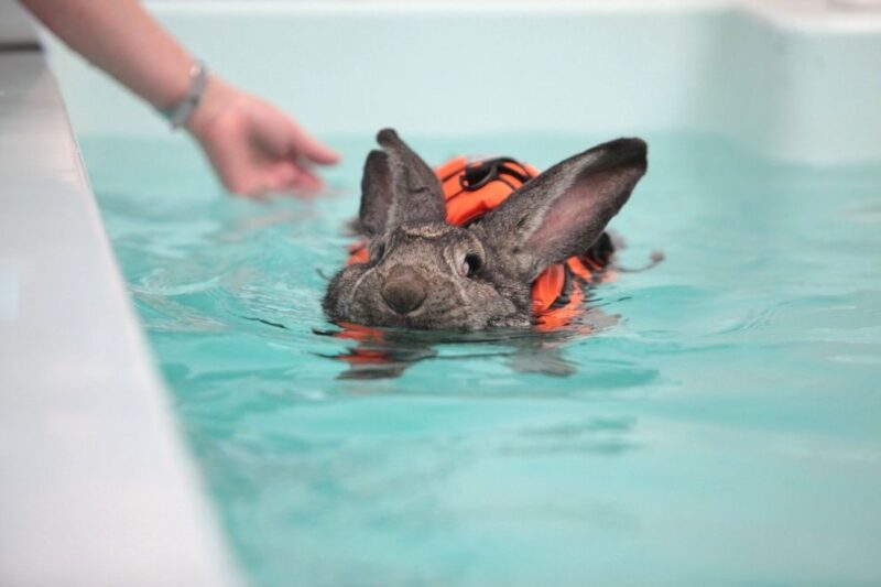 Can Rabbits Swim? Is It Safe