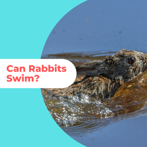 Is It Safe For Rabbits To Swim?