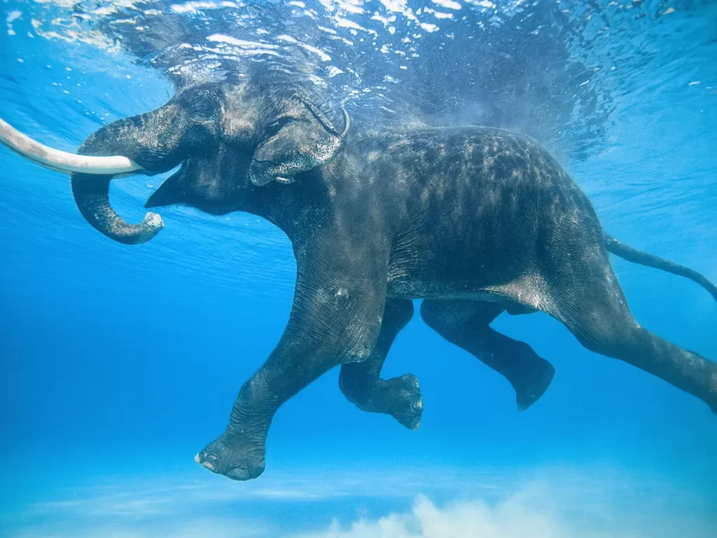 Can Elephants Swim?