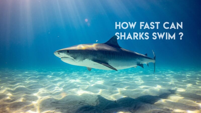 How Fast Can a Shark Swim?