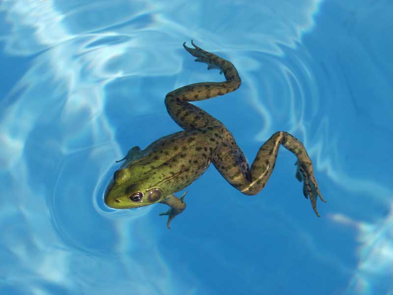Frogs in Pool