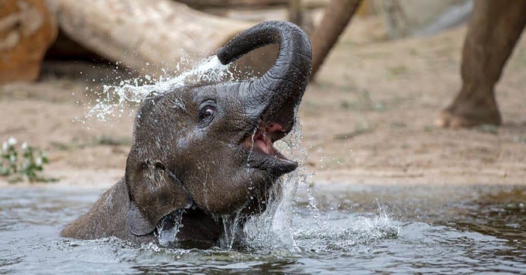 How Do Elephants Swim?