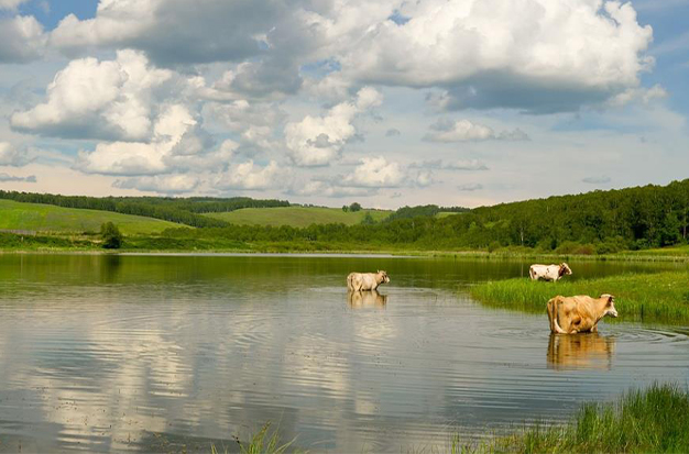 Can Cows Swim? Yes! Cows Are Good At Swimming
