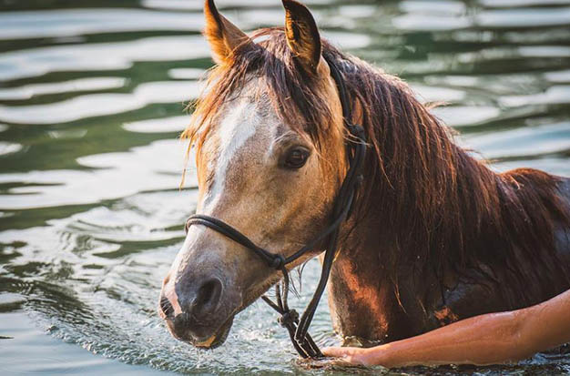 Horses Swim