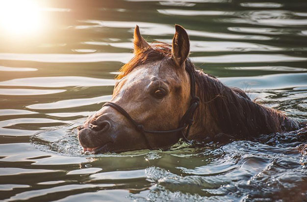 Can Horses Swim? Everything You Should Know About Horses And Swimming