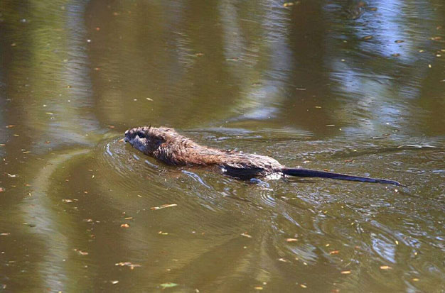 Rats Swim