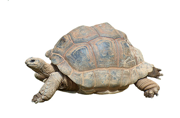 Can Tortoises Swim? No!