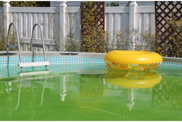 Can You Swim in a Pool with Algae – Is It Safe?