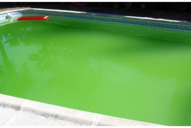 Is It Safe For Us To Swim in Green Water?